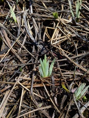 Iris lacustris