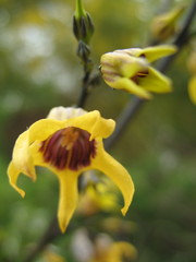 Anthocercis ilicifolia