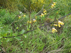 Anthocercis ilicifolia