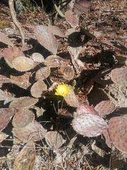 Opuntia decumbens