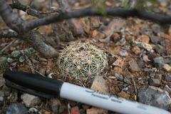 Coryphantha gracilis
