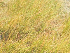 Eleocharis elegans