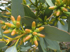 Eucalyptus utilis