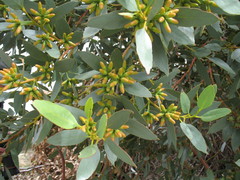 Eucalyptus utilis