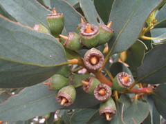 Eucalyptus utilis