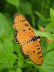 Acraea terpsicore