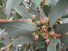 Eucalyptus utilis