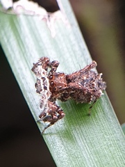 Portia labiata