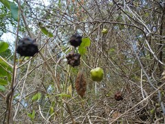 Annona globiflora
