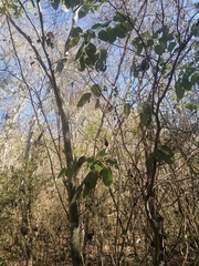 Piscidia carthagenensis