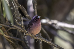 Carpodacus rodopeplus