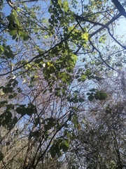 Piscidia carthagenensis