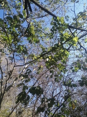 Piscidia carthagenensis