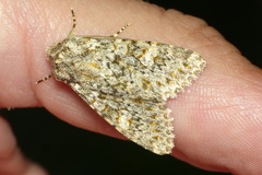 Polymixis flavicincta