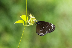 Euploea crameri bremeri
