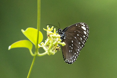 Euploea crameri bremeri