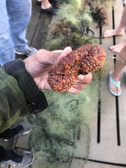 Glyptoxanthus erosus