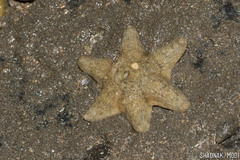 Aquilonastra