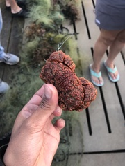 Glyptoxanthus erosus