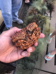 Glyptoxanthus erosus