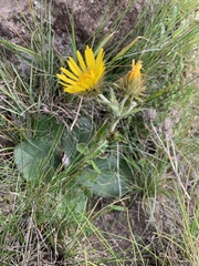 Berkheya rhapontica