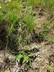 Stachys heraclea