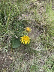 Berkheya rhapontica