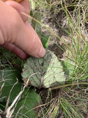 Berkheya rhapontica