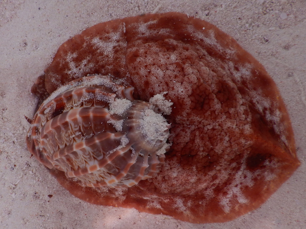 Ventral Harp