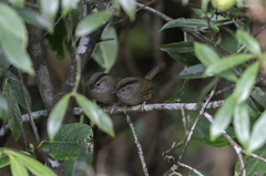 Fulvetta manipurensis