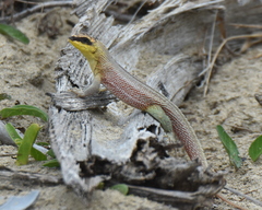 Leiocephalus personatus