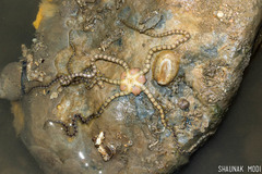 Macrophiothrix