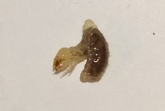 Onthophagus gibbulus