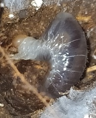 Onthophagus gibbulus