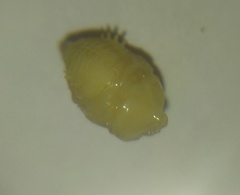 Onthophagus gibbulus