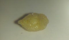 Onthophagus gibbulus