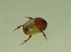 Onthophagus gibbulus