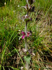 Stachys heraclea
