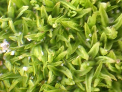 Tortella flavovirens