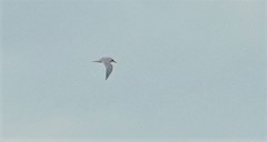 Gelochelidon nilotica