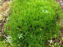 Flexitrichum flexicaule