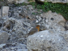 Erithacus rubecula