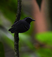 Myrmoborus myotherinus