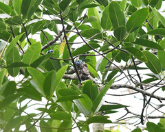 Stilpnia nigrocincta
