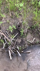 Lacunicambarus nebrascensis