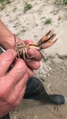 Lacunicambarus nebrascensis