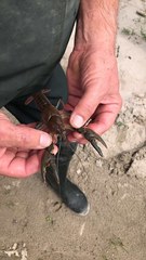 Lacunicambarus nebrascensis