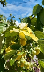 Senna bacillaris