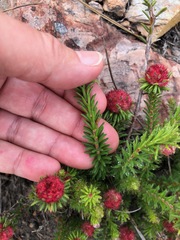 Erica cerinthoides cerinthoides