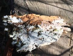 Botryobasidium vagum
